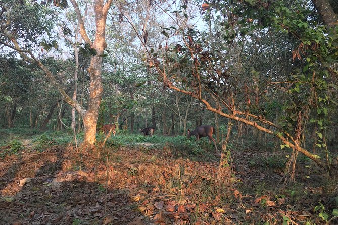 1 Night 2 Days Chitwan Jungle Safari Tour from Kathmandu - The Tharu village and evening program