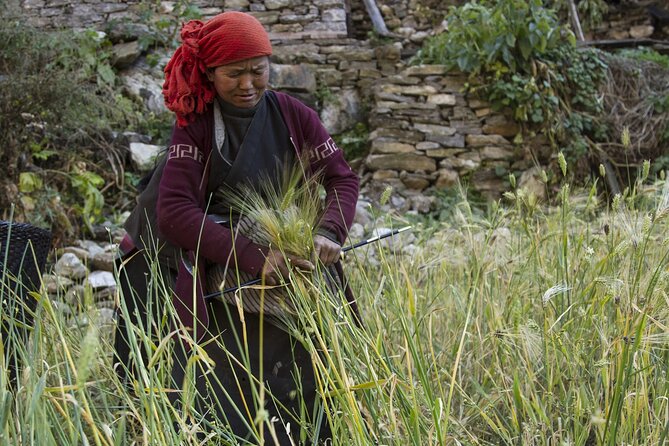 10 Days Manaslu Circuit Trek in Larke La Pass - Day 7: Into yak country at Dharamsala