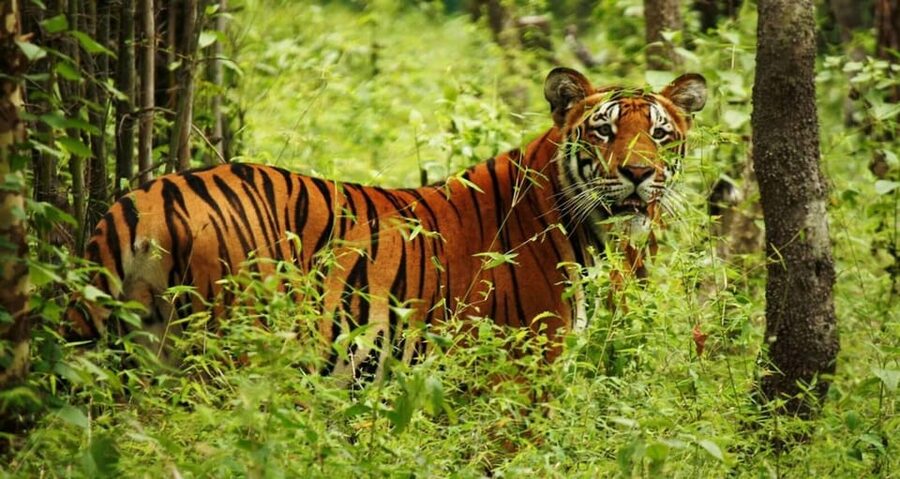 2 Days Chitwan Jungle Safari Tour from Pokhara/Kathmandu - Who will enjoy this two-day safari