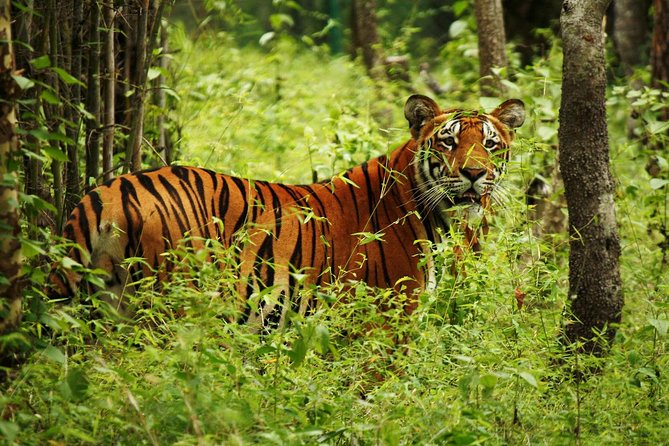 3-Day Chitwan Jungle Safari Tour from Kathmandu - My booking advice