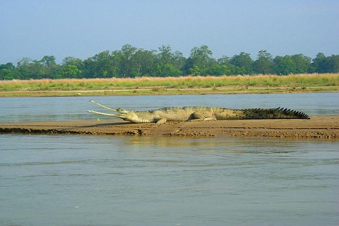 3-Day Chitwan Jungle Safari Tour from Kathmandu - Why the wildlife mix works