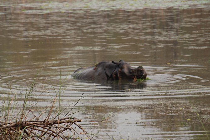 3-Day Chitwan National Park Jungle Safari Tour Package with Pick Up - Day two: crocodiles, birds, and the morning jungle