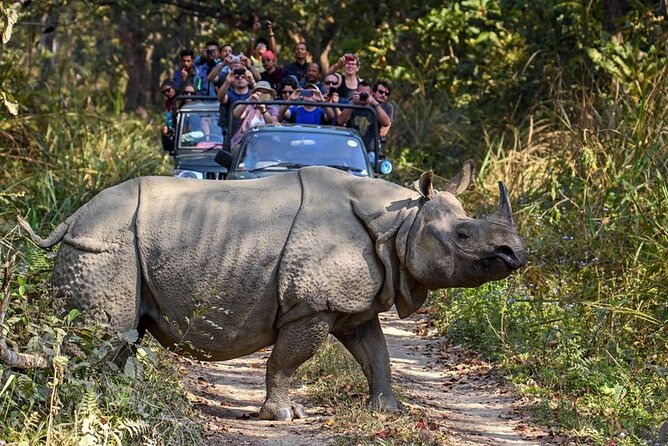 3-Day Chitwan National Park Jungle Safari Tour Package with Pick Up - What the one-horned rhinoceros search is really like