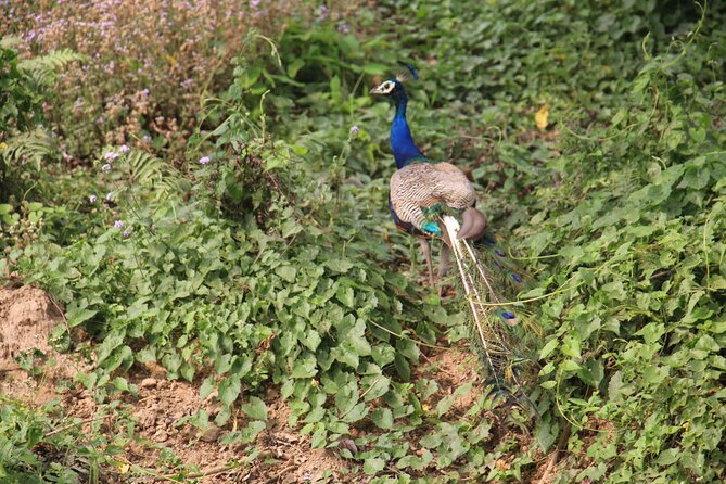 3-Day Chitwan National Park Jungle Safari Tour Package with Pick Up - The resort, meals, and level of comfort