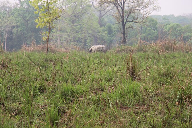 3-Day Chitwan National Park Jungle Safari Tour Package with Pick Up - How much value do you get for $180?