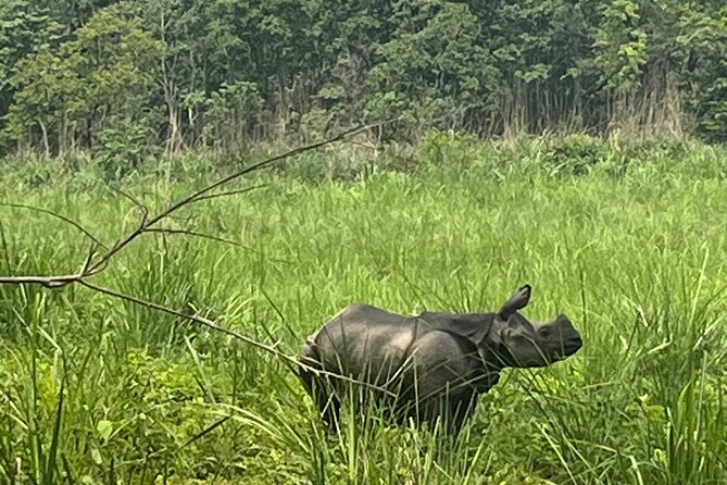 3-Day Guided Safari Tour in Chitwan National Park in Nepal - Day two: birds at dawn and crocodiles on the Rapti River