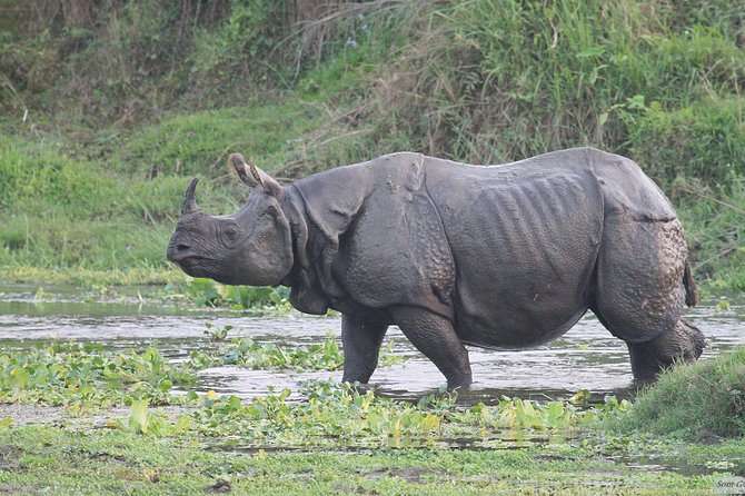3 Days Jungle Safari in Chitwan National Park - Key points to know before booking