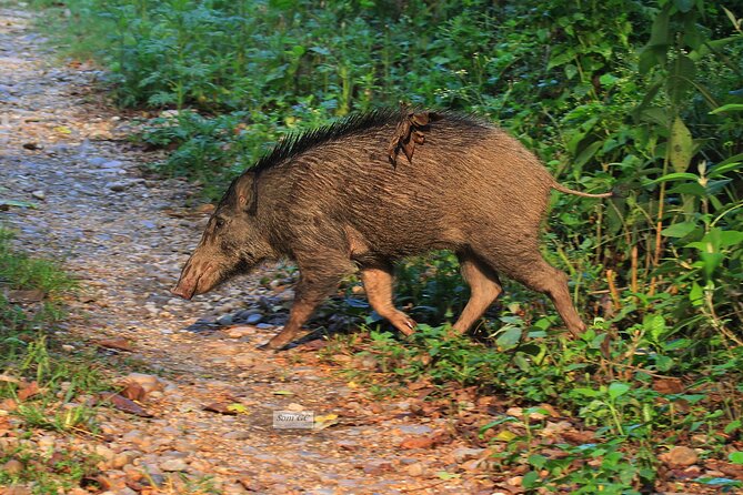 3 Days Jungle Safari in Chitwan National Park - Why this Chitwan trip works well in three days