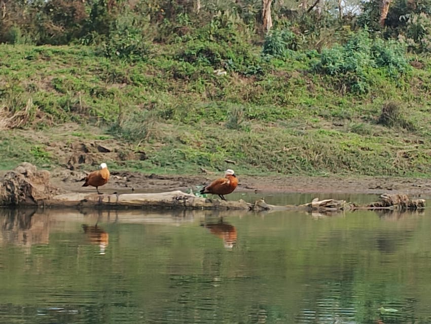 3 Nights 4 Days Chitwan National Park with Tower Night Stay - Guides, comfort, and the practical feel of the tour