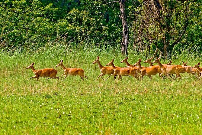 3 Nights 4 Days Chitwan National Park with Tower Night Stay - Kathmandu to Chitwan: a useful but bumpy start
