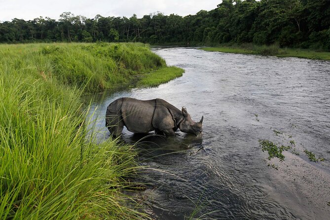 3 Nights 4 Days Chitwan National Park with Tower Night Stay - The jeep safari: patience matters more than speed