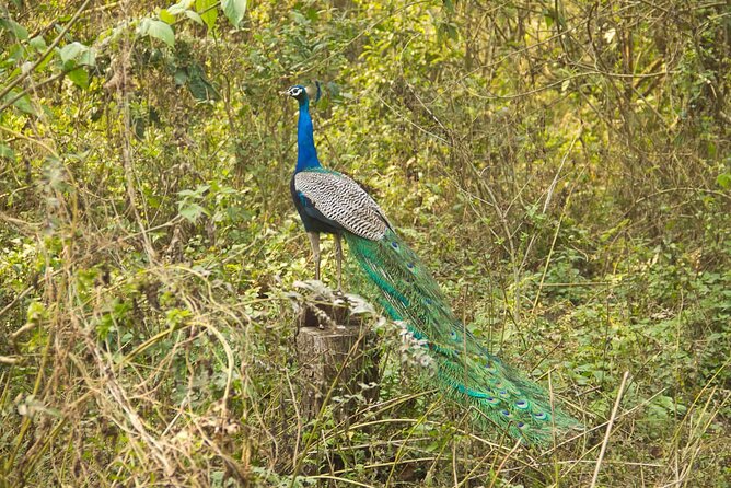 3 Nights 4 Days Chitwan National Park with Tower Night Stay - What $350 includes, and where the value lies