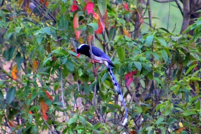 Changunarayan Hill to Telkot Hike Near Kathmandu Day Tour - Who should book this hike