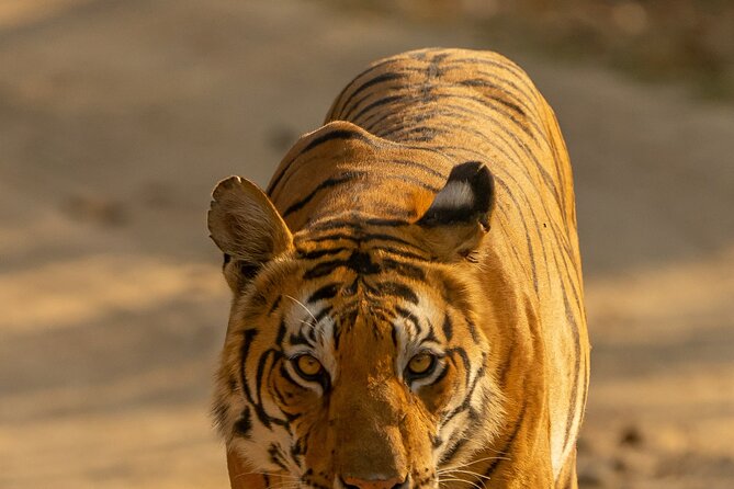 Chitwan National Park Tour - Booking advice and final call