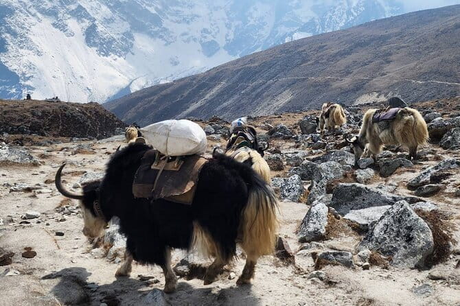 Everest Base Camp Trek from Kathmandu 12 Days - Key points to know before booking