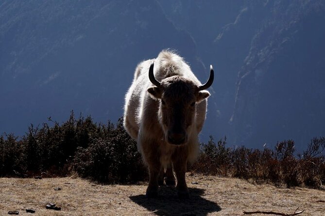 Everest Base Camp Trekking - 2025/2026 - Pangboche to Lobuche, where the air gets thinner