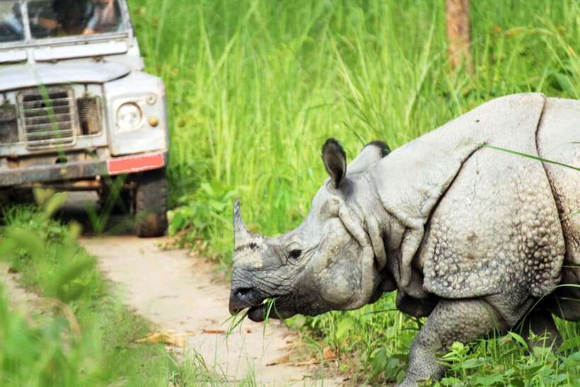 From Kathmandu/Pokhara: 2, 3, or 4-Day Chitwan Jungle Safari - The four-day choice and its jungle tower night