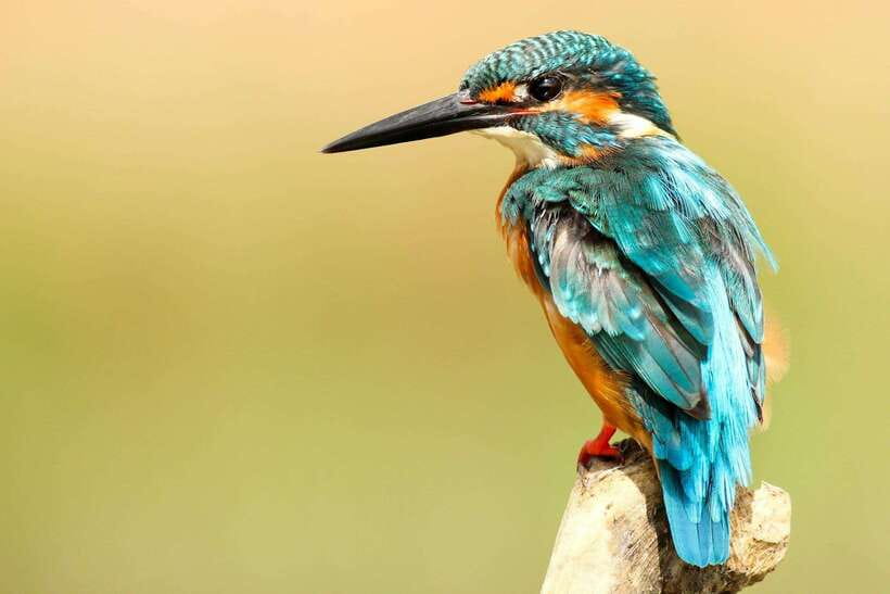 From Kathmandu/Pokhara: 2, 3, or 4-Day Chitwan Jungle Safari - Guides, group size, and daily comfort