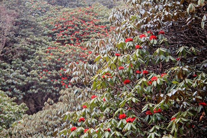 Ghorepani Poon Hill Trek - Who will get the most from this $380 trip