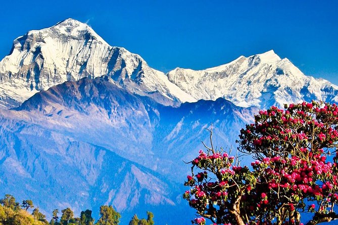 Ghorepani Poonhill Trek -8 Days - Day 4: The steep trail from Ulleri to Ghorepani