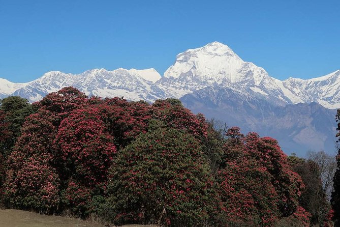Ghorepani Poonhill Trek -8 Days - Day 5: Poon Hill sunrise and the best mountain views