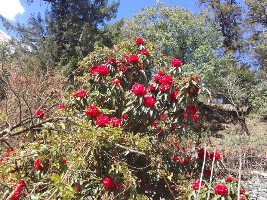 Kathmandu: 10-Day Adventurous Annapurna Circuit Trek - Day 6: Manang to Yak Kharka at 4,050 meters