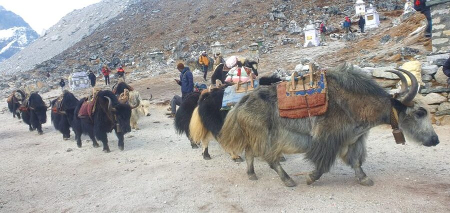 Kathmandu: 14-Day Everest Base Camp with Kala Patthar Trek - Dingboche is where acclimatization becomes serious