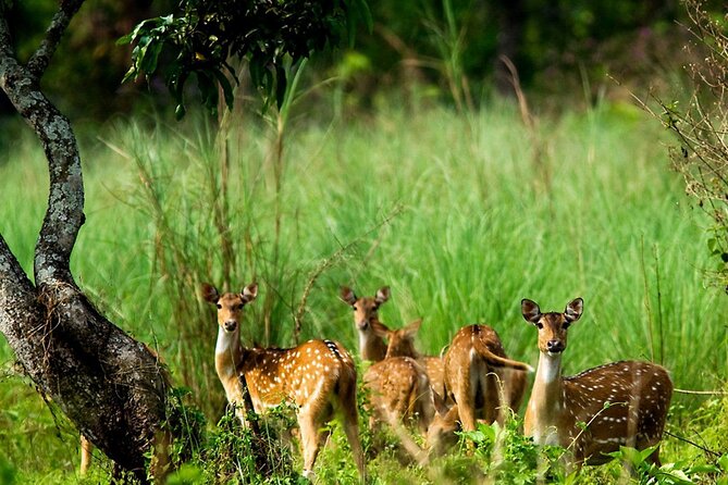 Kathmandu 2 Nights 3 Days Chitwan Jungle Safari Tour - The Tharu village adds a human side