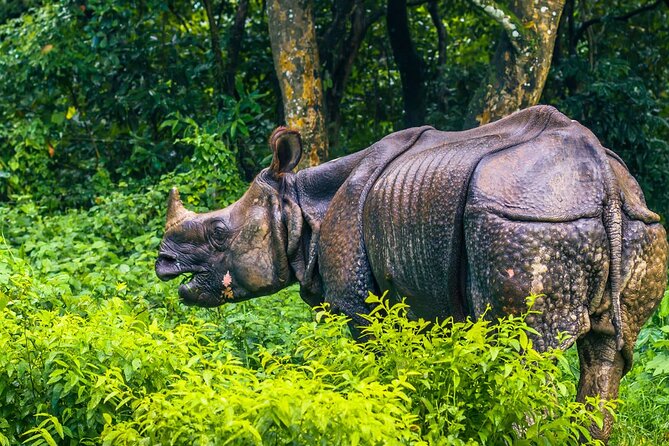 Kathmandu 2 Nights 3 Days Chitwan Jungle Safari Tour - Who will get the most from this trip