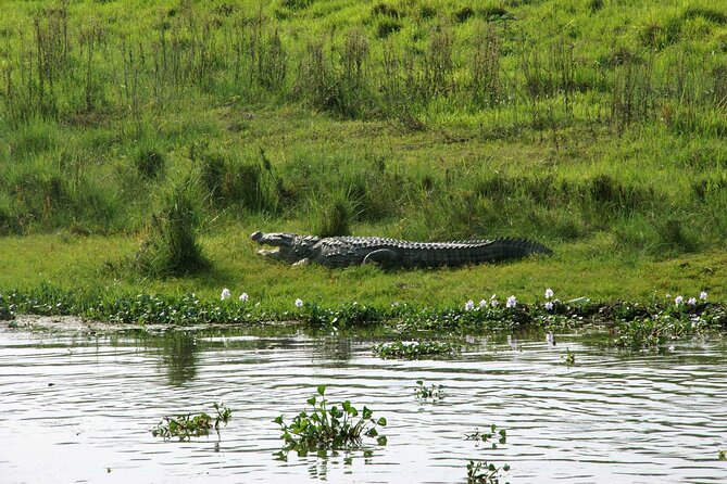 Kathmandu 2 Nights 3 Days Chitwan Jungle Safari Tour - Day 2: Jeep tracks, the Rapti River, and a forest walk