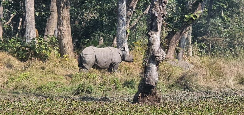 Kathmandu: 3-Day Chitwan Safari Tour with Hotel Transfers - Why this Chitwan tour works well