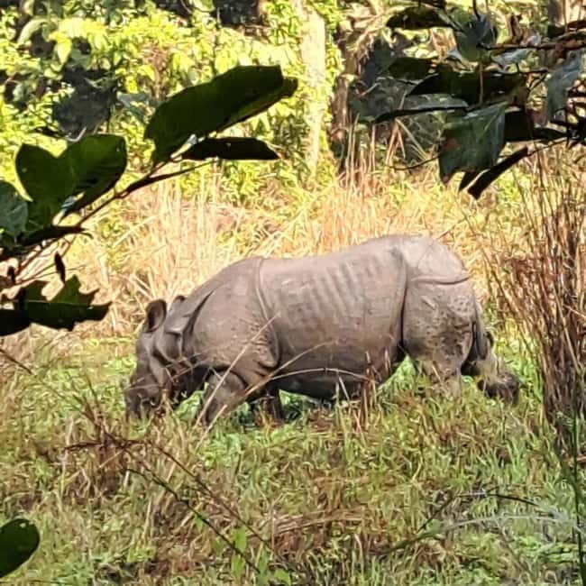 Kathmandu: 3-Day Chitwan Safari Tour with Hotel Transfers - Day 2: Canoes, crocodiles, and a forest walk