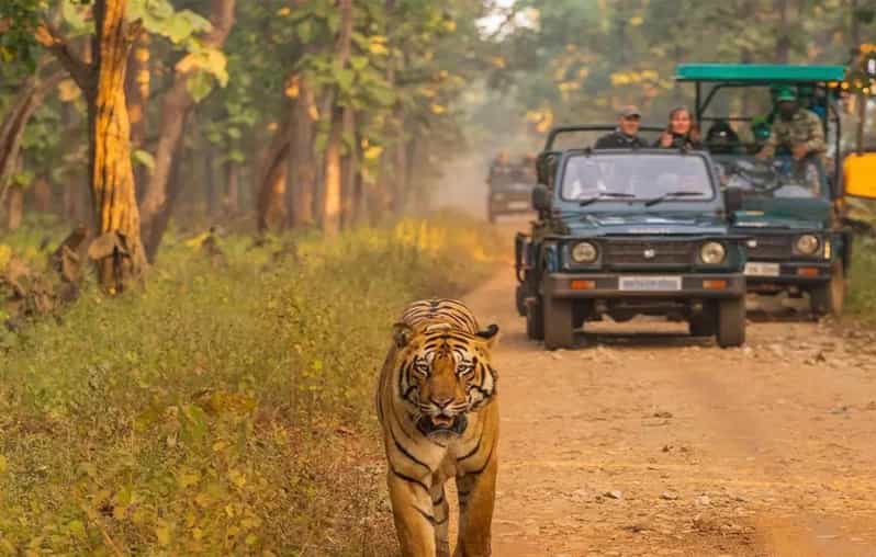 Kathmandu: 4-Day Private Chitwan National Park Safari Tour - Who should book this Chitwan safari?