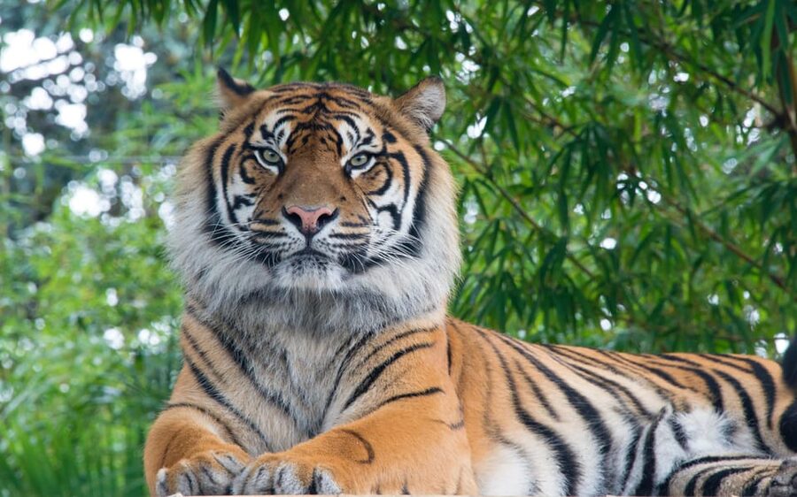 Kathmandu: 4-Day Private Chitwan National Park Safari Tour - Day 4: A final nature walk and your onward journey