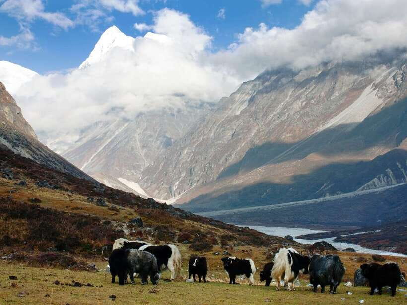 Kathmandu: 6 Days Langtang Valley Trek with Kyanjin Ri - Returning through the Langtang Valley