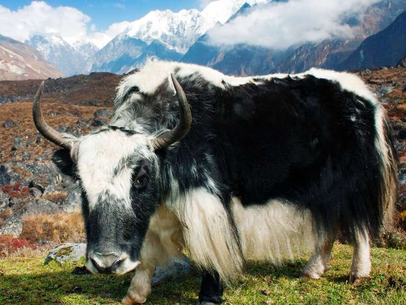 Kathmandu: 6 Days Langtang Valley Trek with Kyanjin Ri - What $179 covers, and where costs continue