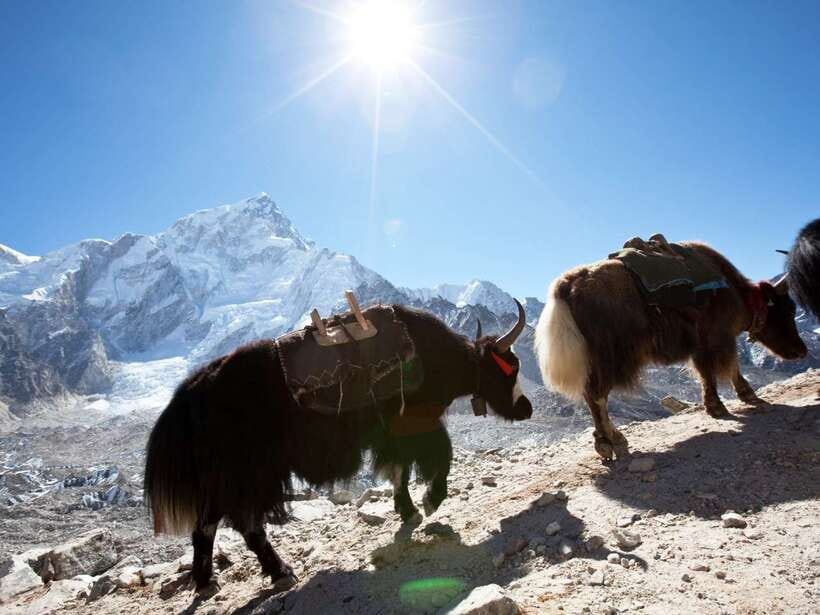 Kathmandu: 6 Days Langtang Valley Trek with Kyanjin Ri - Forest trails and waterfalls on the way to Ghoda Tabela