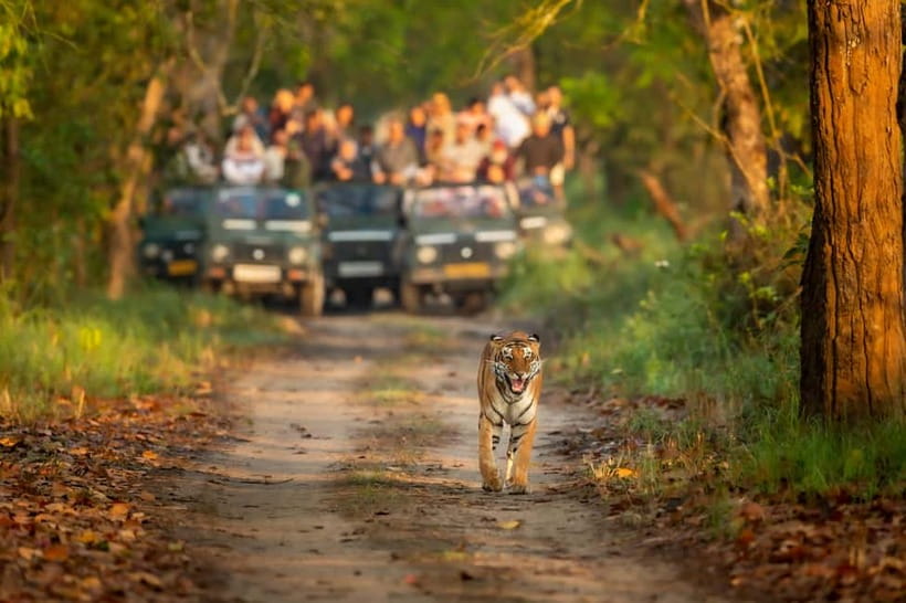 Kathmandu/Pokhara: 3 Day Chitwan Jungle Safari Tour - What this Chitwan trip actually gives you