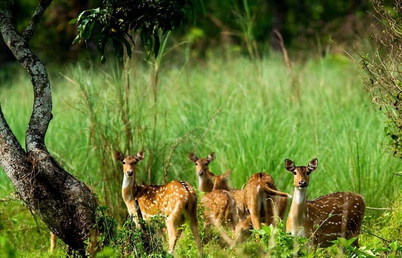Kathmandu/Pokhara: 3 Day Chitwan Jungle Safari Tour - Day 2: Canoe, jungle walk, birds, and jeep safari