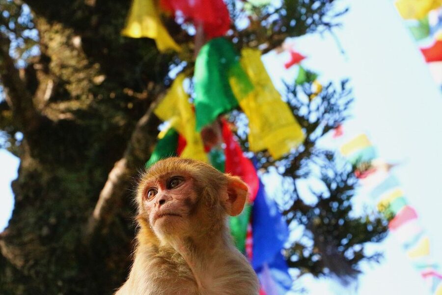 Kathmandu: Private City Guided Tour - Food, shopping, and small practical details
