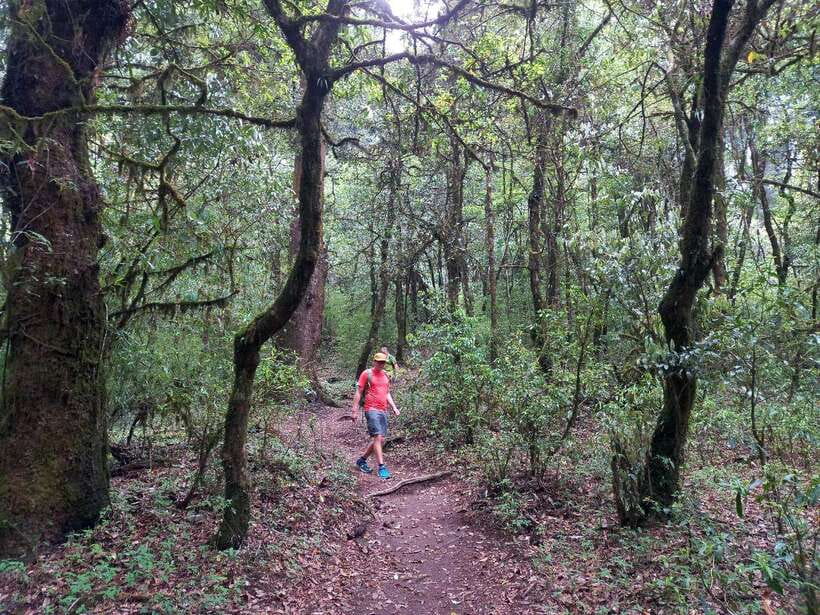 Kathmandu: Shivapuri Day Hike with Lunch - What the packed lunch is really like