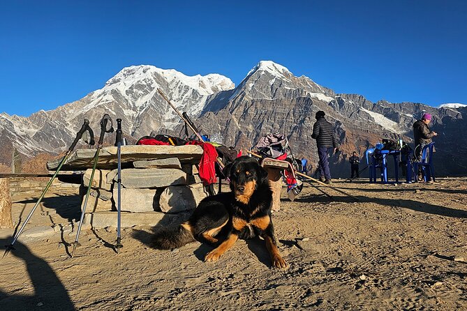 Mardi Himal Trek - Day 3: Deurali to Forest Camp through woodland