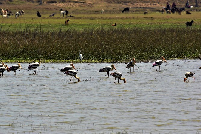 Nepal Birding - What you may see along the trail