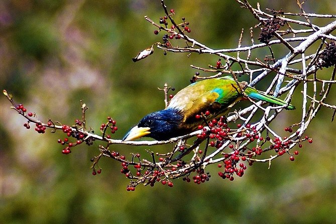 Nepal Birding - Private guiding and the people behind the experience