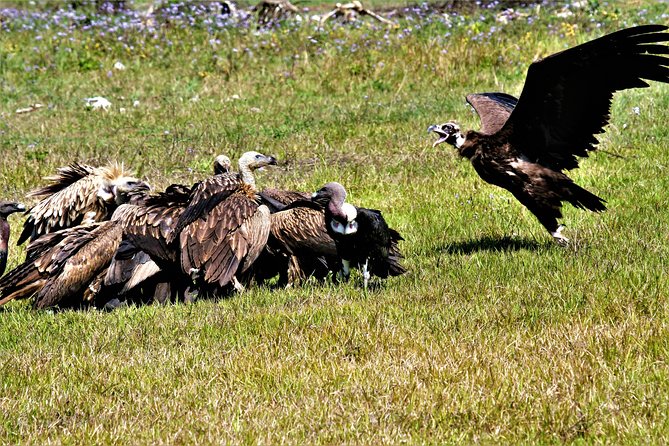 Nepal Birding - Is $225 a fair price?