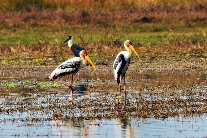 Nepal Birding - The Shivapuri setting and what makes it special