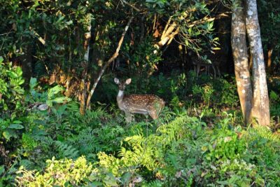 Nepal Classic Tour -12 Days