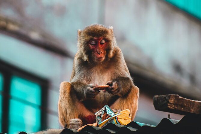 Nepal Cultural Highlights Tour in 10 Days - Day 9: Bandipur on the way back to Kathmandu