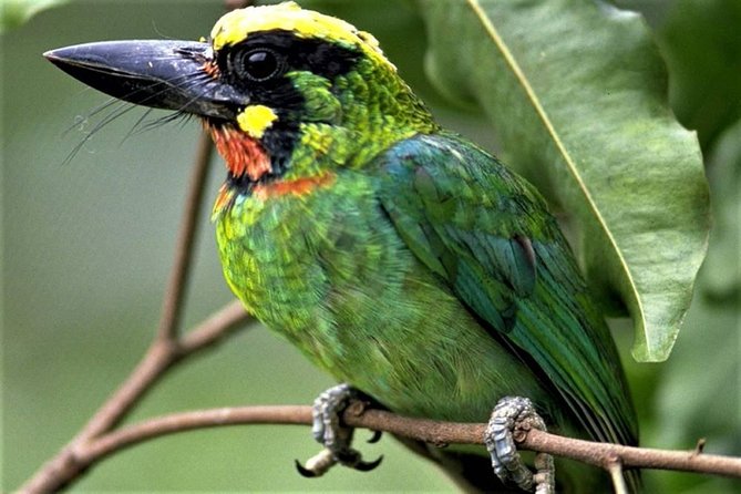 Phulchoki bird-watching tour - The Godawari forest walk