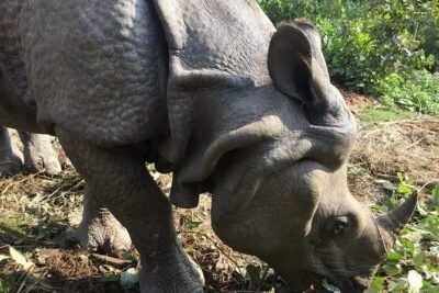 Wildlife Adventure in Chitwan Nepal